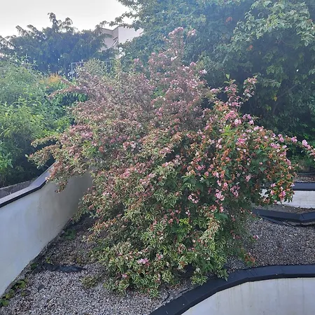 The Light House Γκάλγουεϊ